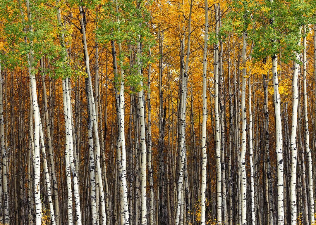 Answer: Tree #13